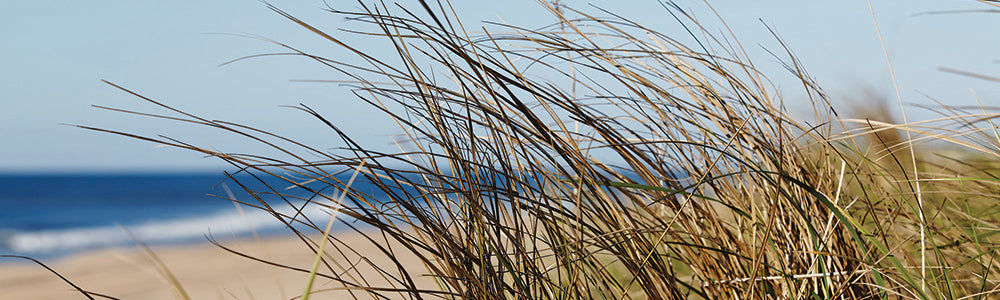 Tall grasses swaying in the wind with a clear blue sky and the Atlantic Ocean in the background